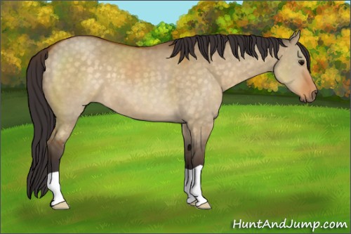 Horse Color:Buckskin Dun 