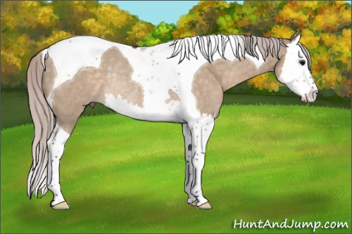 Horse Color:Silver Brown Dun Splash Tobiano Rabicano 
