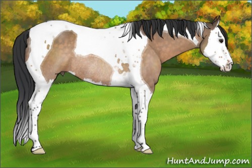 Horse Color:Brown Dun Splash Tobiano Rabicano 
