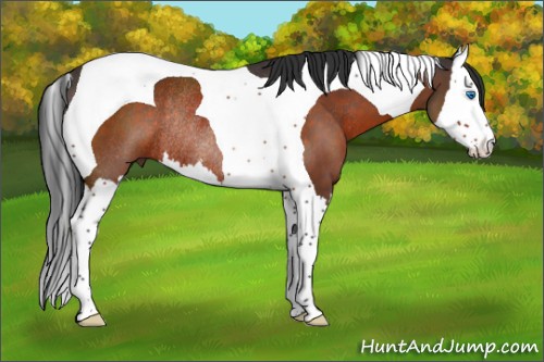 Horse Color:Brown Splash Tobiano Rabicano 