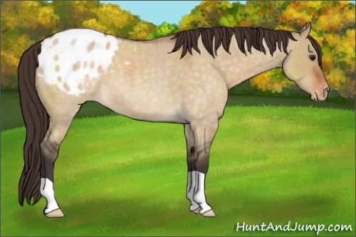 Horse Color:Buckskin Roan Dun Appaloosa 