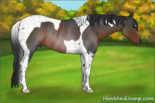 Horse Color:Brown Roan Tobiano Rabicano 