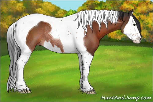 Horse Color:Bay Splash Tobiano Rabicano 