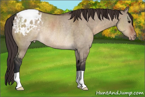 Horse Color:Brown Dun Appaloosa Rabicano 