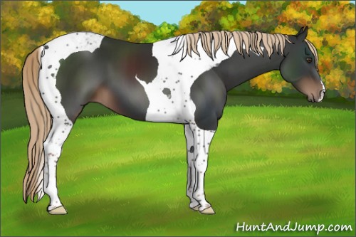 Horse Color:Liver Chestnut Tobiano 