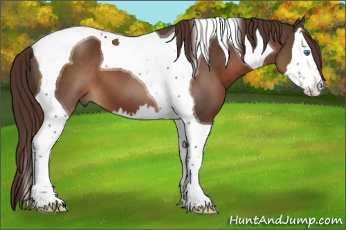Horse Color:Liver Chestnut Splash Tobiano 