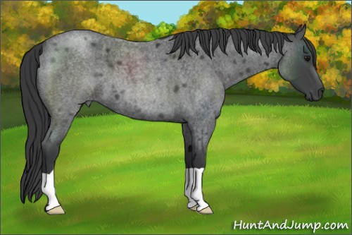 Horse Color:Blue Roan 