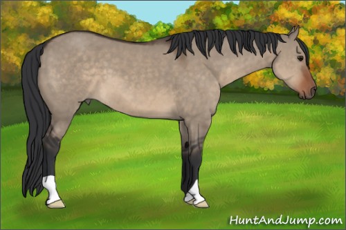 Horse Color:Brown Dun 