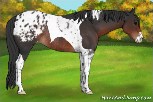 Horse Color:Brown Sabino Tobiano Appaloosa Rabicano 