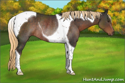 Horse Color:Liver Chestnut Tobiano Rabicano 