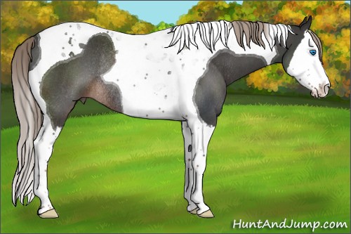 Horse Color:Liver Red Roan Splash Tobiano Rabicano 