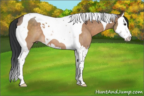 Horse Color:Bay Dun Splash Tobiano 