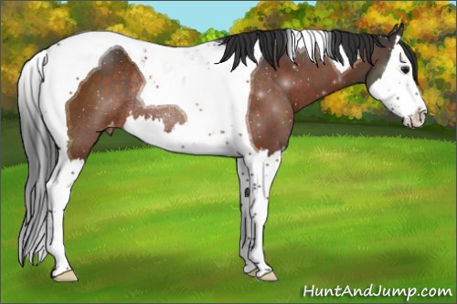 Horse Color:Brown Splash Tobiano Appaloosa Rabicano 