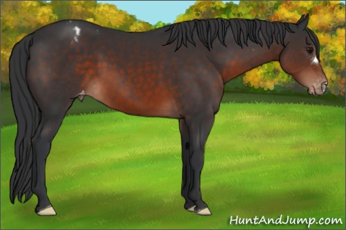 Horse Color:Brown Appaloosa 
