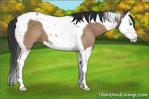Horse Color:Bay Dun Sabino Splash Tobiano 