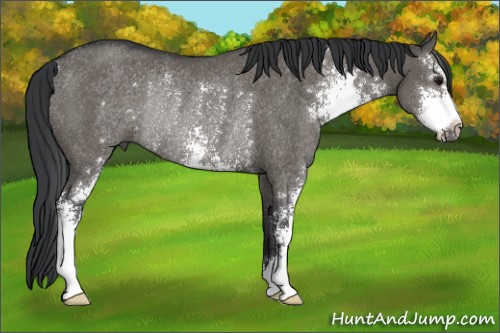 Horse Color:Grullo Sabino Rabicano 