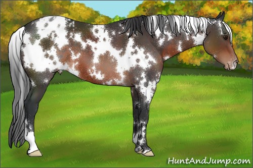 Horse Color:White Spotted Brown Appaloosa 
