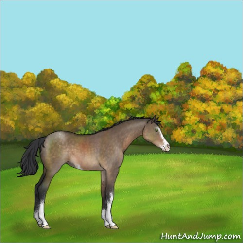 Horse Color:Brown Dun Sabino 