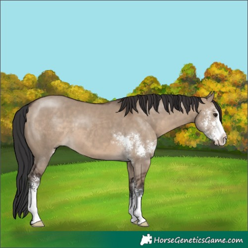 Horse Color:Brown Dun Sabino 