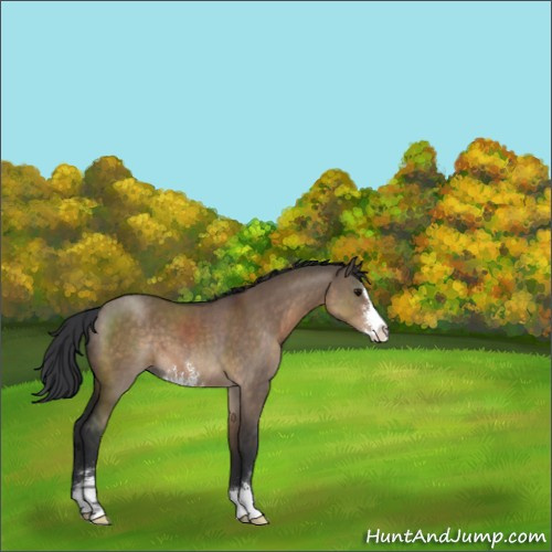 Horse Color:Brown Dun Sabino 