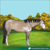 Horse Color:Brown Dun Sabino