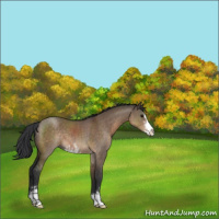 Horse Color:Brown Dun Sabino 