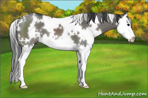 Horse Color:White Spotted Grullo Splash 