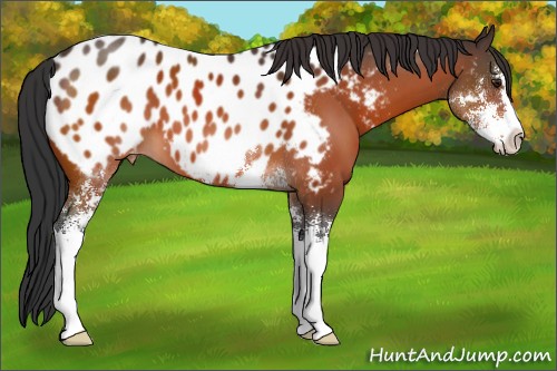 Horse Color:Brown Sabino Appaloosa 