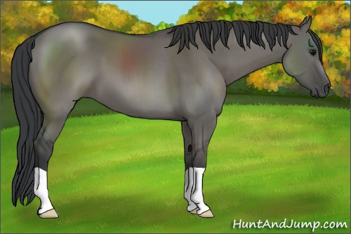 Horse Color:Grullo 