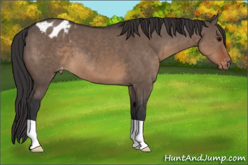 Horse Color:Brown Dun Appaloosa 