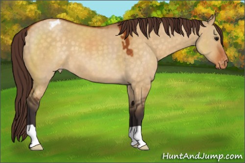 Horse Color:Buckskin Dun Appaloosa 
