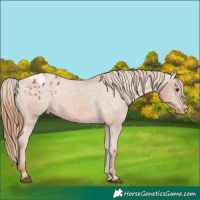 Horse Color:Chestnut Appaloosa 