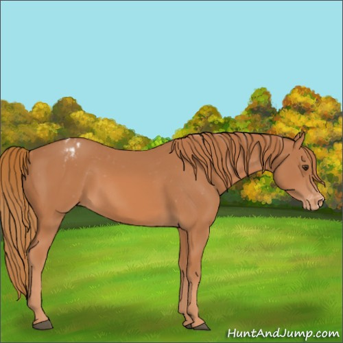 Horse Color:Chestnut Blanket