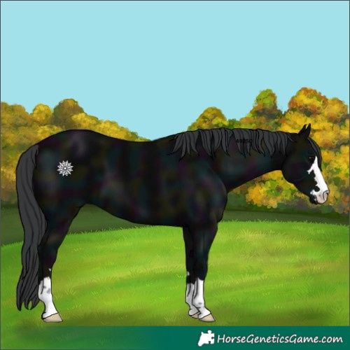Horse Color:Midnight Black 