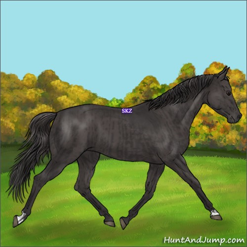 Horse Color:Smoky Black and Smoky Black