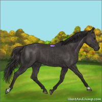 Horse Color:Smoky Black and Smoky Black