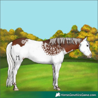 Horse Color:Silver Bay Splash 