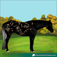 Horse Color:Void Silver Brown Dun Splash Appaloosa Rabicano
