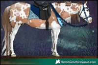 Horse Color:White Spotted Brown Pearl Splash 