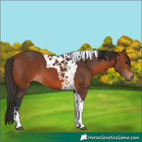 Horse Color:Bay Tobiano 