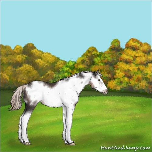 Horse Color:White Spotted Liver Chestnut Splash Frame 