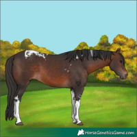 Horse Color:Brown Tobiano 