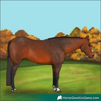 Horse Color:Bay 