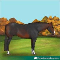Horse Color:Bay 