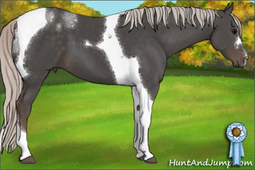 Horse Color:Silver Black Tobiano 