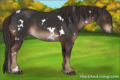 Horse Color:White Spotted Liver Chestnut 