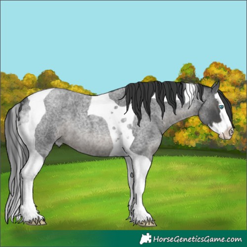Horse Color:Blue Roan Splash Tobiano 