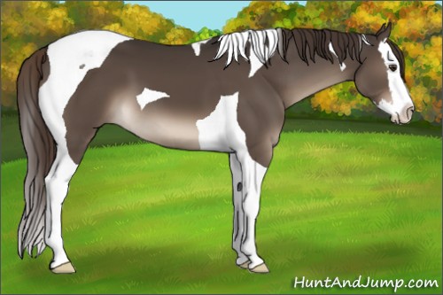 Horse Color:Liver Chestnut Splash Tobiano 