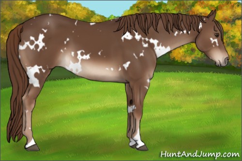 Horse Color:White Spotted Liver Chestnut 