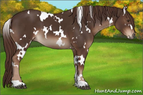 Horse Color:White Spotted Liver Chestnut 